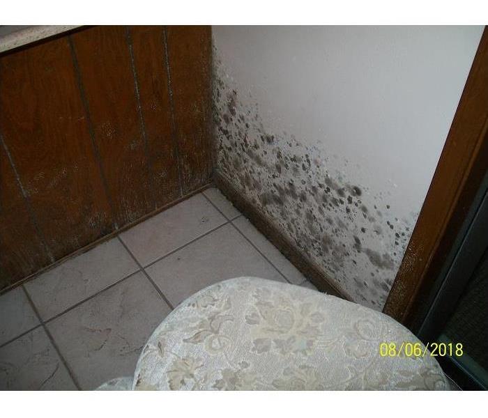A white wall and a wood panel wall is covered with dark green and grey splotches of fuzzy mold.